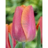 Hectarul - Bulbi de lalea Jimmy, 5 bulbi